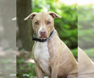 Levi - Male Mutt Dog for Adoption - Photo #3