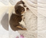 Small Photo #4 Miniature Australian Shepherd Puppy For Sale in DENHAM SPRINGS, LA, USA