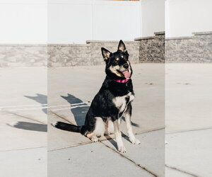 Raya - Female Australian Shepherd-Unknown Mix Dog for Adoption - Photo #8
