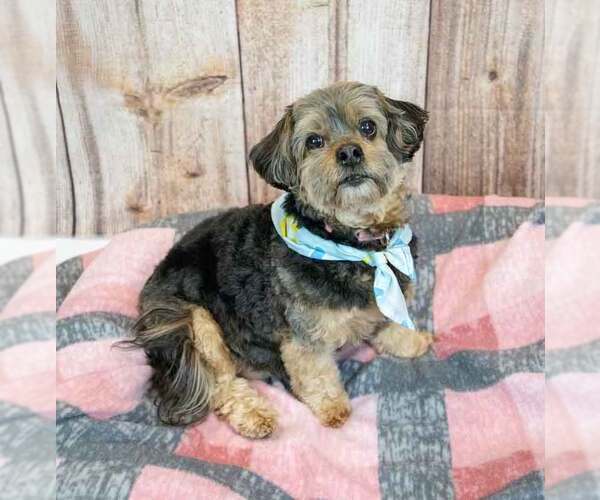 Medium Photo #10 Silky Terrier-Unknown Mix Puppy For Sale in Kennesaw, GA, USA