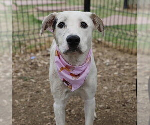 Mutt Dogs for adoption in San Antonio, TX, USA