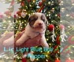Small Photo #3 Australian Shepherd Puppy For Sale in MIDDLESEX, NC, USA