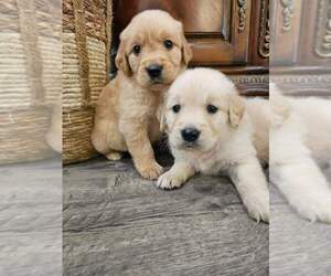 English Cream Golden Retriever Puppy for sale in SACRAMENTO, CA, USA