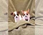Small Chihuahua