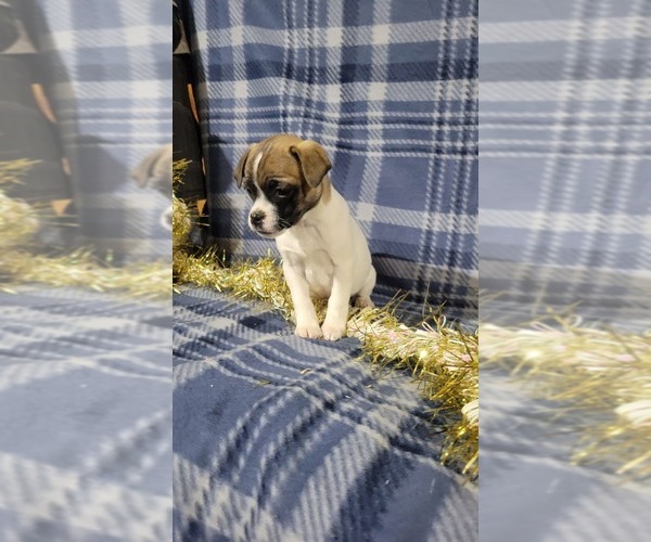 Medium Photo #5 Jug-Rat Terrier Mix Puppy For Sale in OWEN, WI, USA