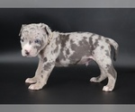 Ezra - Male American Bully Puppy for Sale - Photo #2