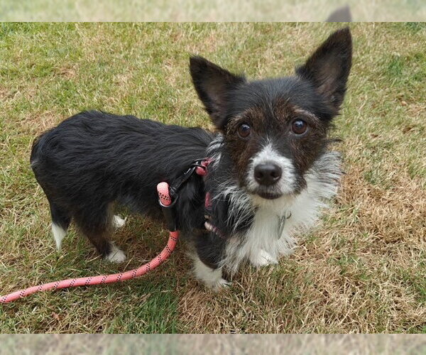 Medium Photo #2 Chihuahua-Unknown Mix Puppy For Sale in Bellevue, WA, USA