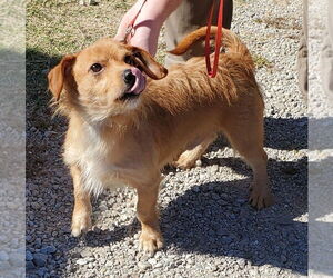 Dachshund-Unknown Mix Dogs for adoption in Mountain View, MO, USA
