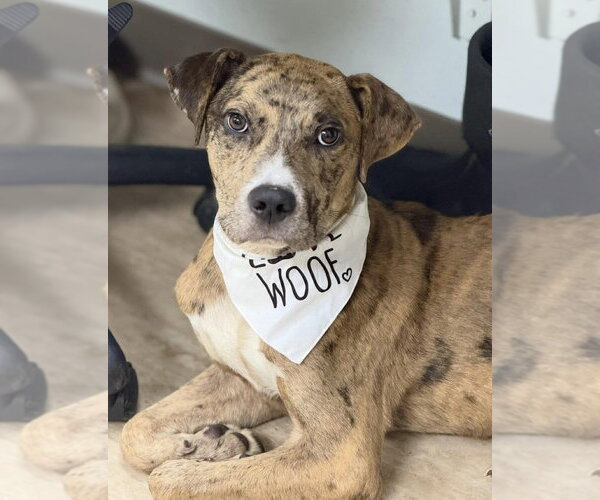 Medium Photo #1 Catahoula Leopard Dog-Unknown Mix Puppy For Sale in Boston, MA, USA