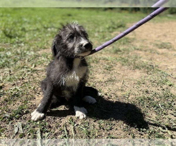 Medium Photo #3 Labradoodle Puppy For Sale in NEOLA, WV, USA