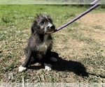 Small Photo #3 Labradoodle Puppy For Sale in NEOLA, WV, USA