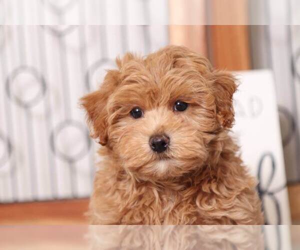 Medium Photo #3 Maltipoo Puppy For Sale in NAPLES, FL, USA