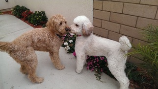 Goldendoodle Puppy for sale in ONTARIO, CA, USA