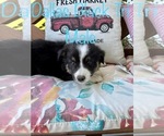 Small Photo #6 Australian Shepherd Puppy For Sale in CONWAY, SC, USA