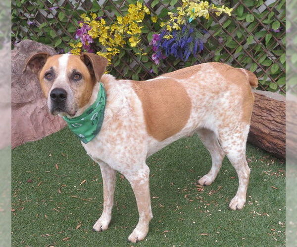 Medium Photo #2 Mutt Puppy For Sale in Oklahoma City, OK, USA