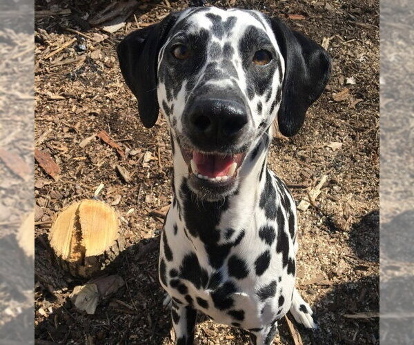 Medium Photo #3 Dalmatian Puppy For Sale in Minneapolis, MN, USA