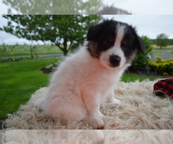 Medium Photo #4 English Shepherd Puppy For Sale in HONEY BROOK, PA, USA