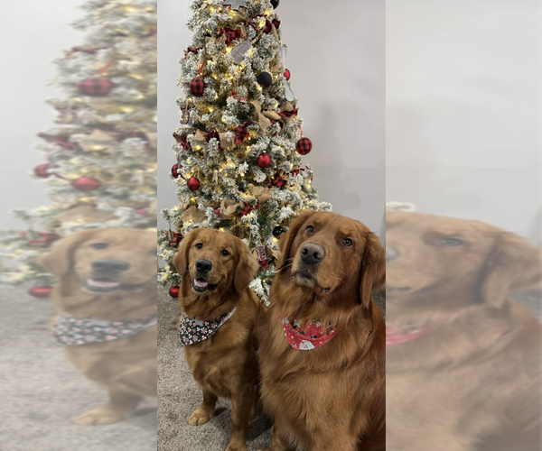 Medium Photo #20 Golden Retriever Puppy For Sale in WEST MIDDLESEX, PA, USA