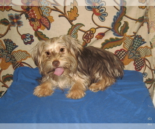Medium Photo #1 Yorkshire Terrier Puppy For Sale in BAKERSFIELD, CA, USA