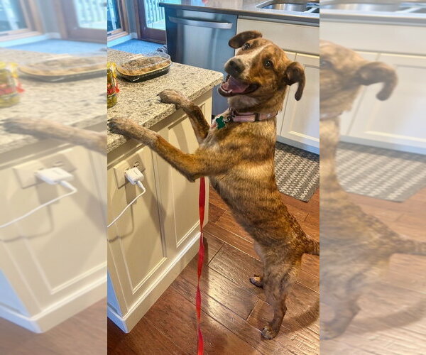 Medium Photo #2 Coonhound-Unknown Mix Puppy For Sale in Springdale, PA, USA
