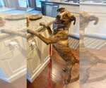 Small #1 Coonhound Mix