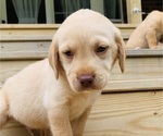 Puppy Jimmy Labrador Retriever