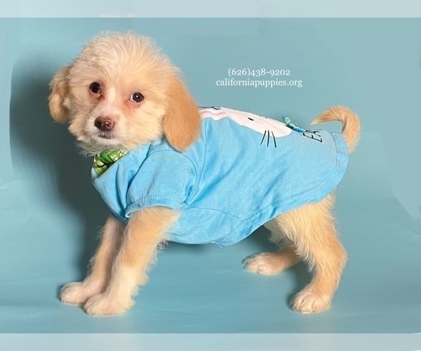 Medium Photo #2 Chihuahua-Poodle (Toy) Mix Puppy For Sale in BREA, CA, USA