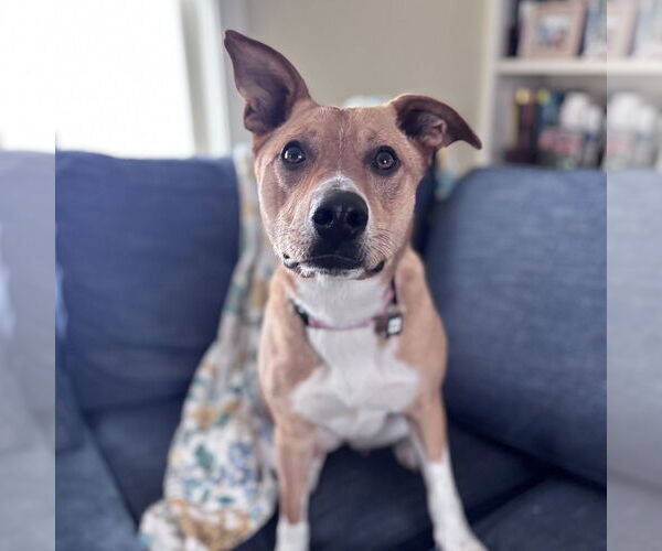 Medium Photo #8 Carolina Dog-Unknown Mix Puppy For Sale in Boston, MA, USA