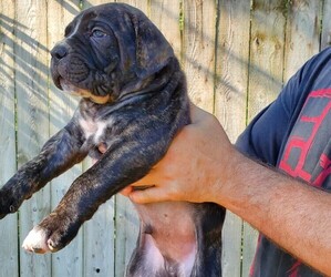 American Bulldog-Cane Corso Mix Puppy for Sale in DES MOINES, Iowa USA