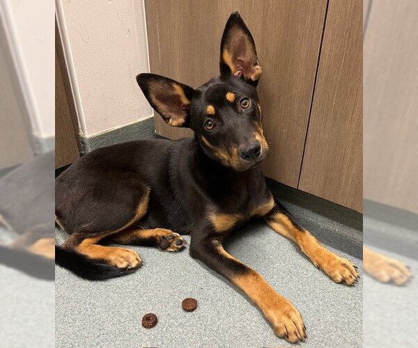 Medium Photo #1 German Shepherd Dog-Unknown Mix Puppy For Sale in Baytown, TX, USA
