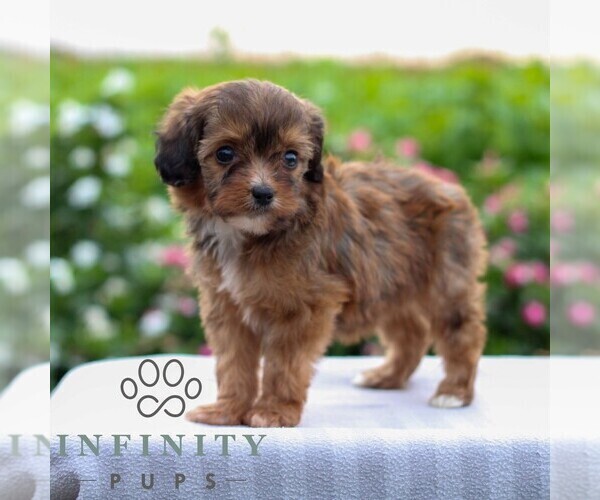 Medium Photo #4 Cavapoo Puppy For Sale in LEOLA, PA, USA