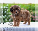 Small #3 Cavapoo