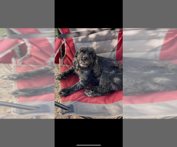 Medium Photo #1 Cocker Spaniel Puppy For Sale in LEANDER, TX, USA