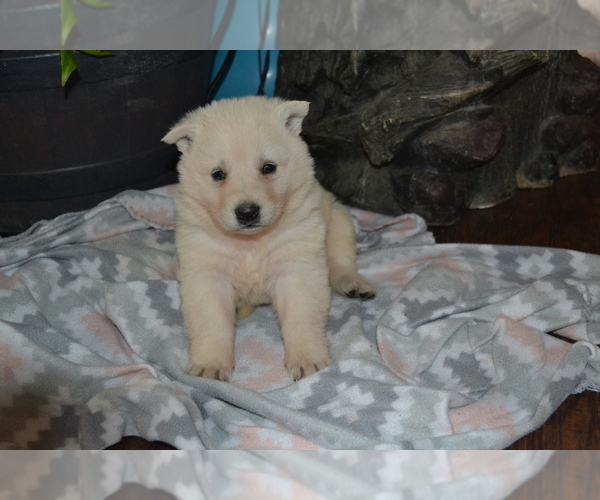 Medium Photo #13 German Shepherd Dog Puppy For Sale in GREENWOOD, WI, USA