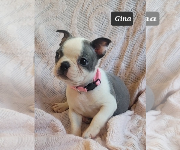Medium Photo #17 Boston Terrier Puppy For Sale in MINERAL WELLS, WV, USA