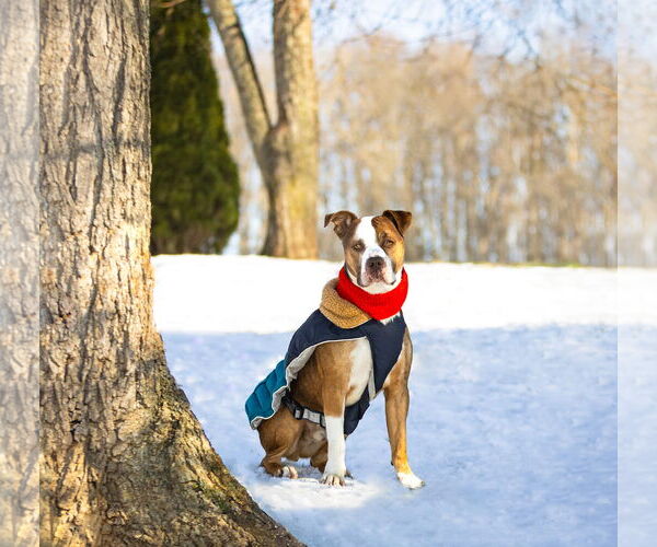 Medium Photo #3 Mutt Puppy For Sale in Unionville, PA, USA