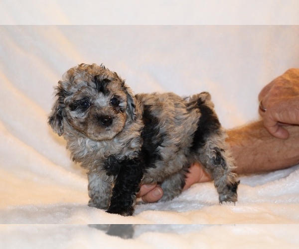 Medium Photo #17 Poodle (Toy) Puppy For Sale in DYERSBURG, TN, USA