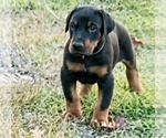 Puppy Titan Doberman Pinscher