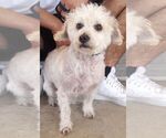 Small #2 Mutt