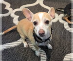 Small #3 Chiweenie