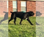 Small Photo #1 Cane Corso Puppy For Sale in WAGONER, OK, USA