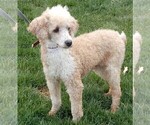Small Photo #1 Cavapoo Puppy For Sale in MILLERSBURG, OH, USA