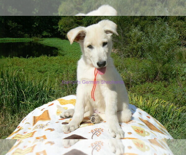 Medium Photo #3 German Shepherd Dog Puppy For Sale in PIEDMONT, MO, USA