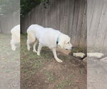Small #8 Great Pyrenees Mix