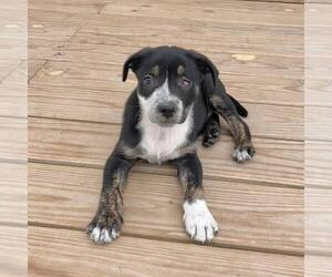 American Staffordshire Terrier-Unknown Mix Dogs for adoption in New Oxford , PA, USA