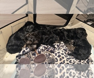Shorkie Tzu Litter for sale in TACOMA, WA, USA