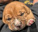 Puppy Brutus Boxer