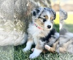 Small Photo #8 Australian Shepherd Puppy For Sale in BALDWIN, GA, USA