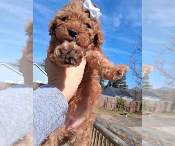 Medium Photo #19 Goldendoodle (Miniature) Puppy For Sale in GASTONIA, NC, USA