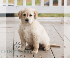 Miniature Labradoodle Puppy for sale in NARVON, PA, USA
